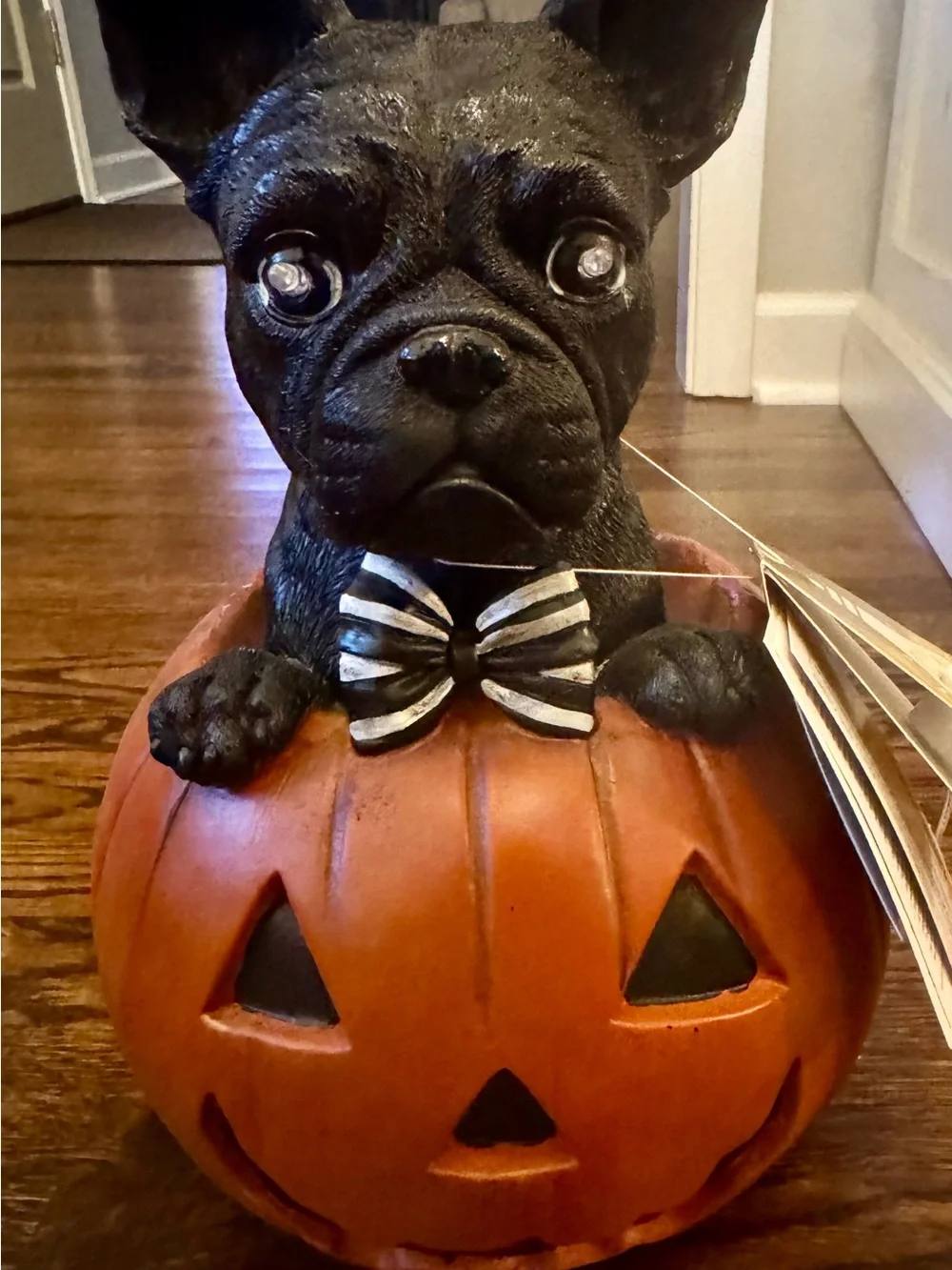 French Bulldog charming black